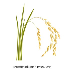 Rice sprouts vector stock illustration. A cereal plant with grains on the stem grown in the field. The ear of a wild flower. Isolated on a white background.