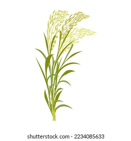 Rice stalk with leaves. Cereal plant on a white background. Vector illustration of the element of ears