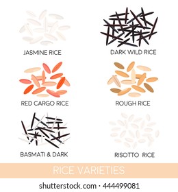 Rice varieties. Dark wild rice/ risotto rice/ jasmine rice/ basmati/ red cargo rice/ rough rice isolated. Vector illustration