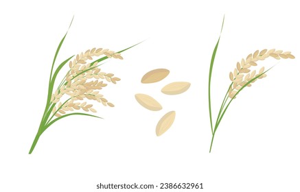 Rice vector. Cereal plant clip art. Grain. Asian food. Vietnamese traditional plant. Flat vector in cartoon style isolated on white background.