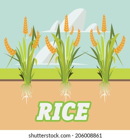 rice -vector illustration