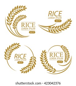 Rice. Vector illustration.