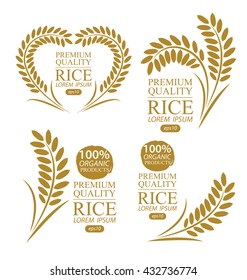 Rice. Vector illustration.