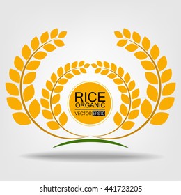 Rice. Vector illustration.