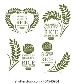 Rice. Vector illustration.