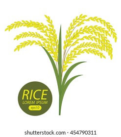 Rice. Vector illustration.