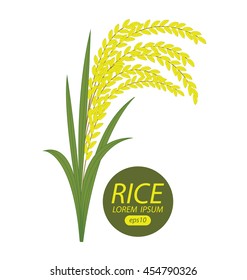 Rice. Vector illustration.