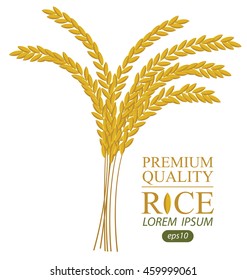 Rice. Vector illustration.