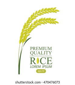 Rice. Vector illustration.