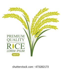 Rice. Vector illustration.