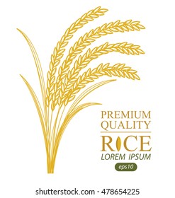 Rice. Vector illustration.