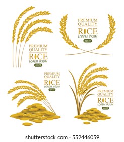 Rice. Vector illustration.