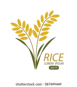 Rice. Vector illustration.