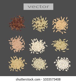 Rice. Vector illustration. Different types of rice. Environmentally friendly product, beneficial properties of healthy food. Scattered rice on the surface, set.