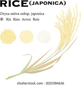 Rice vector illustration. Text means "rice" in sevral language.
