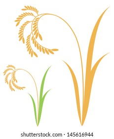 Rice vector. Isolated rice paddy on white background