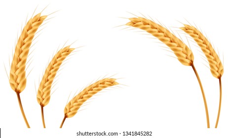 Rice vector on white background. oat vector. wallpaper. free space for text. copy space.