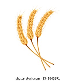 Rice vector on white background. oat vector. wallpaper. free space for text. copy space.