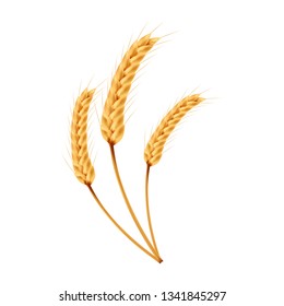Rice vector on white background. oat vector. wallpaper. free space for text. copy space.