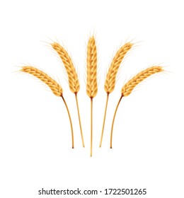 Rice vector on white background. oat vector. wallpaper. free space for text. copy space.