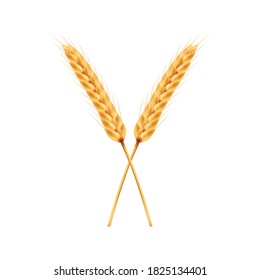 Rice vector on white background. oat vector. wallpaper. free space for text.