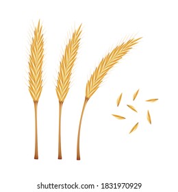 Rice vector on white background. oat vector. wallpaper.