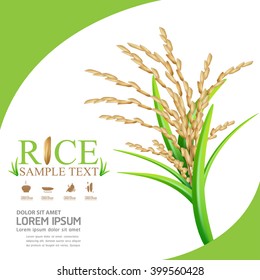 Rice Vector Template