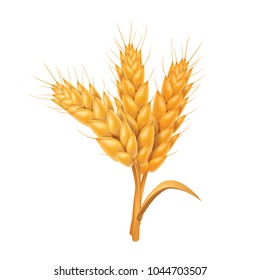 Rice , wheat , barley and oat vector illustration