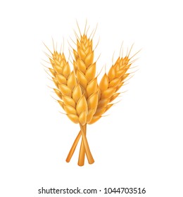 Rice , wheat , barley and oat vector illustration