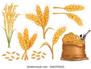 Rice , wheat , barley and oat vector illustration