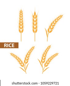 Ilustração vetorial de arroz , trigo , cevada e aveia