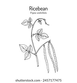 Ricebean or rice bean (Vigna umbellata), edible plant. Hand drawn botanical vector illustration