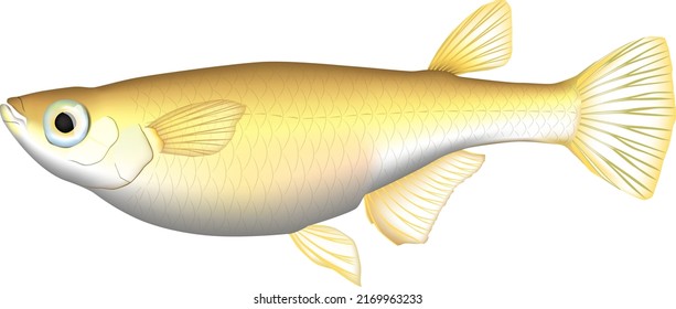 'Ricefish' illustration. Vector EPS format.