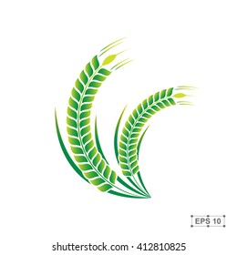 Rice,Green Rice,Vector illustration