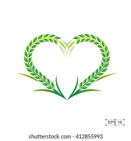 Rice,Green Rice,Vector illustration