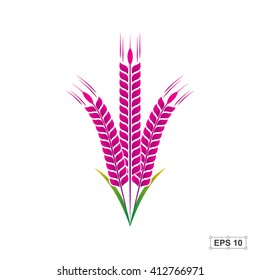 Rice,Rice berry,Vector illustration
