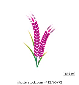 Rice,Rice berry,Vector illustration