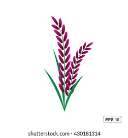Rice,Rice berry,Vector illustration