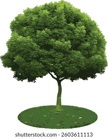 Rich green trees with sturdy trunks grow in quiet meadows. tree isolated on white background