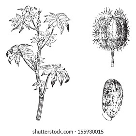 Ricin, vintage engraved illustration. Usual Medicine Dictionary by Dr Labarthe - 1885.