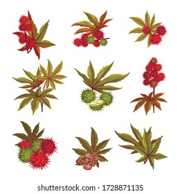 Ricinus or Castor Oil Plant with Green Palmate Leaves and Red Fruit Vector Set