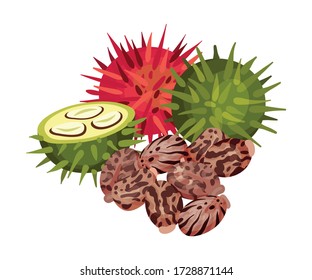 Ricinus or Castor Oil Plant with Green and Red Fruit Vector Illustration