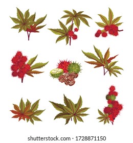 Ricinus Or Castor Oil Plant With Green Palmate Leaves And Red Fruit Vector Set