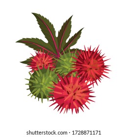 Ricinus or Castor Oil Plant with Green Palmate Leaves and Red Fruit Vector Illustration