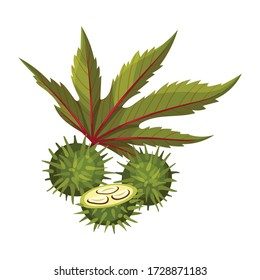 Ricinus Or Castor Oil Plant With Green Palmate Leaves And Red Fruit Vector Illustration