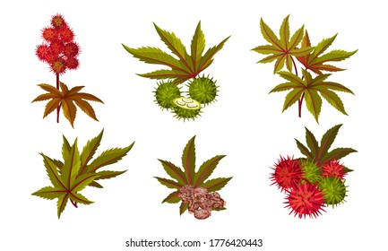 Ricinus or Castor Oil Plant with Green Palmate Leaves and Red Fruit Vector Set