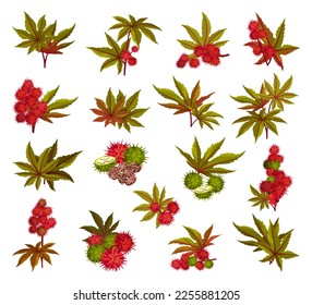 Ricinus or Castor Oil Plant with Green Palmate Leaves and Red Fruit Big Vector Set