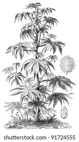 Ricinus Communis (Medicinal plant) - Vintage illustration from Meyers Konversations-Lexikon 1897