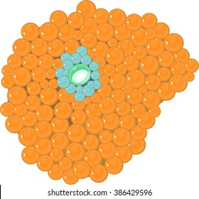 Ricordea florida Coral