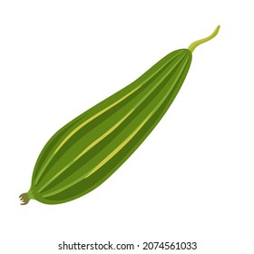 Ridged Gourd, Sin Qua. Fresh Luffa Fruit. Asian Vegetable, Cuisine Ingredient. Healthy Vegetarian Food. Flat Vector Illustration. 